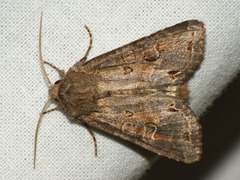 Polia bombycina