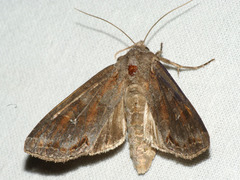 Polia bombycina