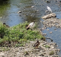 Threskiornis aethiopicus