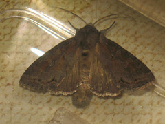 Polia bombycina