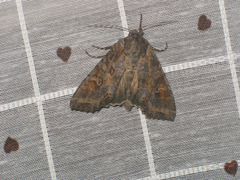 Polia bombycina
