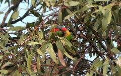 Glossopsitta concinna