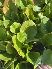 Bergenia