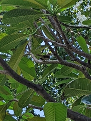 Pycnonotus conradi