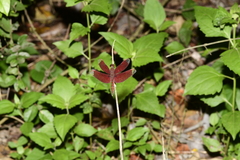 Neurothemis fulvia