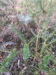 Banksia ericifolia