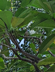 Pycnonotus conradi