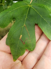 Stigmella aceris