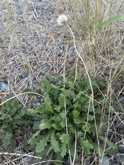 Taraxacum officinale