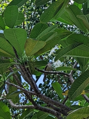 Pycnonotus conradi