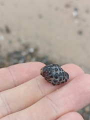 Tenguella marginalba