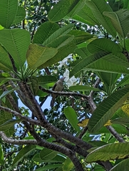 Pycnonotus conradi