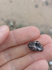 Tenguella marginalba