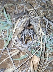 Lycosa tarantula