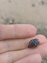 Tenguella marginalba