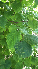 Hasseltia