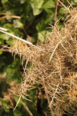 Ulex europaeus