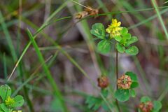 Trifolium campestre