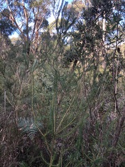 Banksia ericifolia
