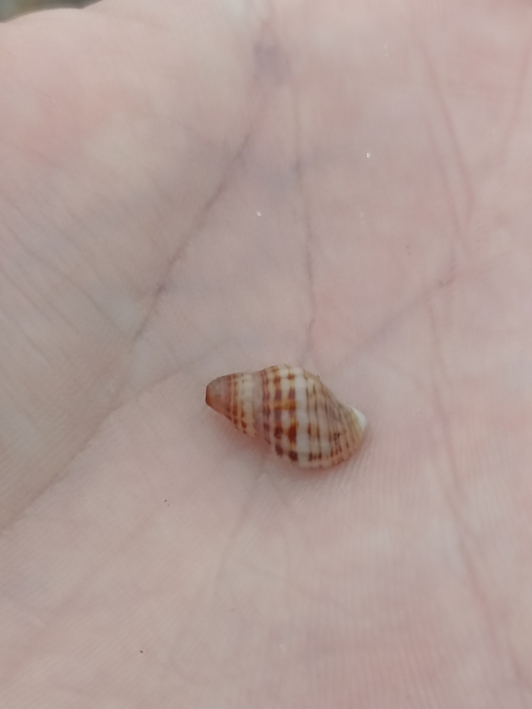 Common Small Purple