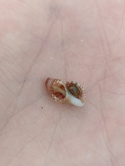 Agnewia tritoniformis