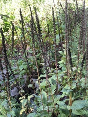 Verbascum
