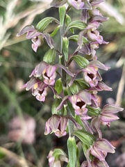 Epipactis