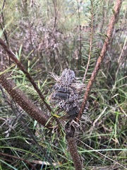 Banksia ericifolia