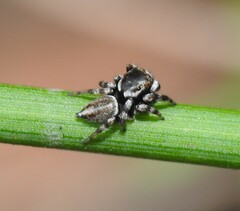 Maratus scutulatus