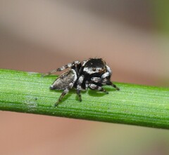 Maratus scutulatus