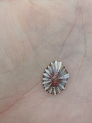 Siphonaria denticulata