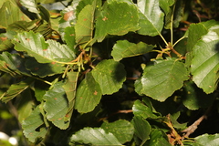 Alnus glutinosa