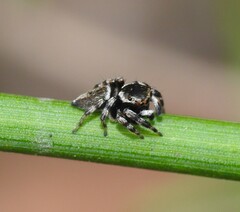 Maratus scutulatus
