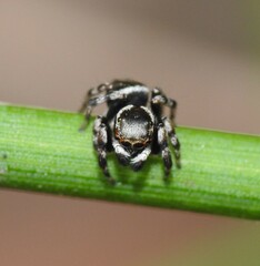 Maratus scutulatus