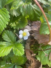 Fragaria vesca