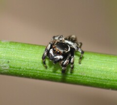 Maratus scutulatus