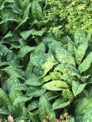 Pulmonaria