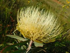 Protea nitida