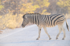 Equus quagga burchellii