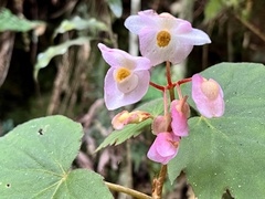 Begonia palmata