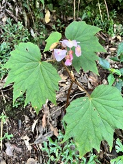 Begonia palmata