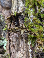 Rhimphalea