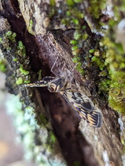 Rhimphalea