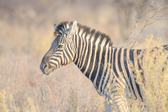 Equus quagga burchellii
