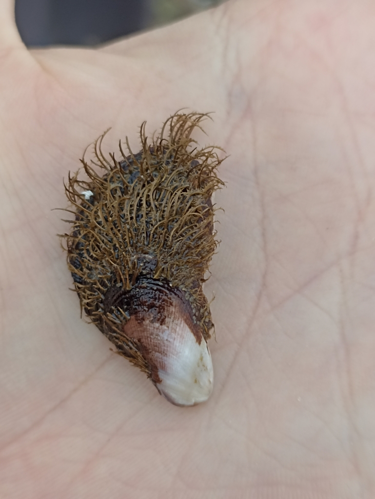 Hairy Mussel from 125 Pacific Dr, Port Macquarie NSW 2444, Australia on September 02, 2022 at 03