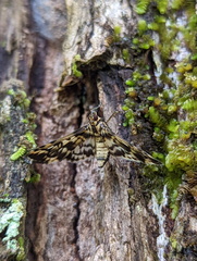 Rhimphalea