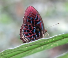 Paralaxita damajanti