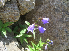 Adenophora nikoensis