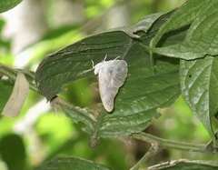 Eulaceura osteria
