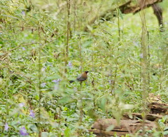 Acanthorhynchus tenuirostris